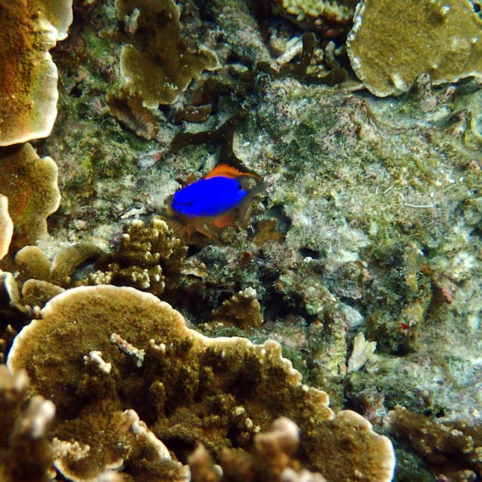 Chrysiptera taupou
