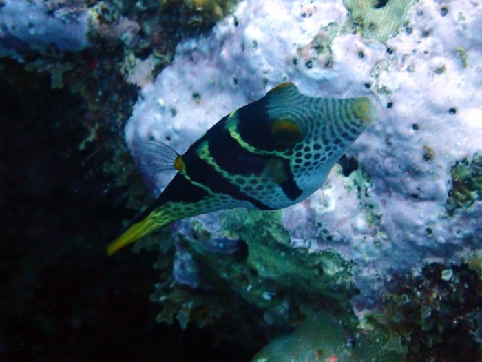 Canthigaster valentini
