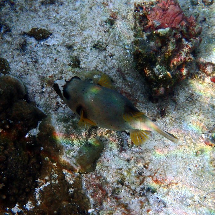 Arothron nigropunctatus