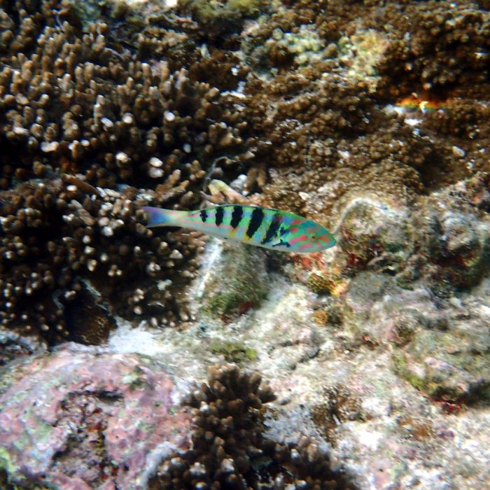 Thalassoma hardwicke