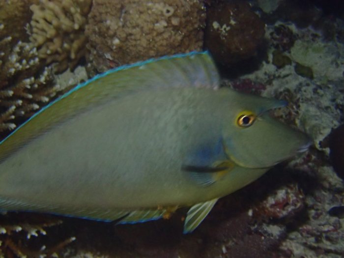 Naso unicornis