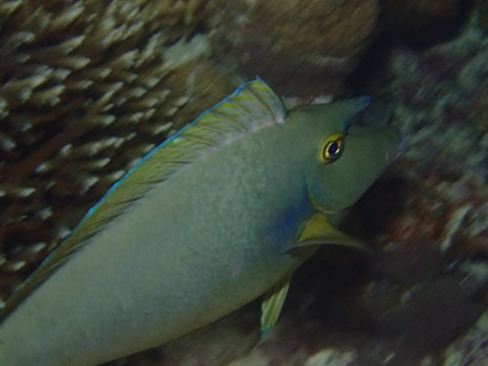 Naso unicornis