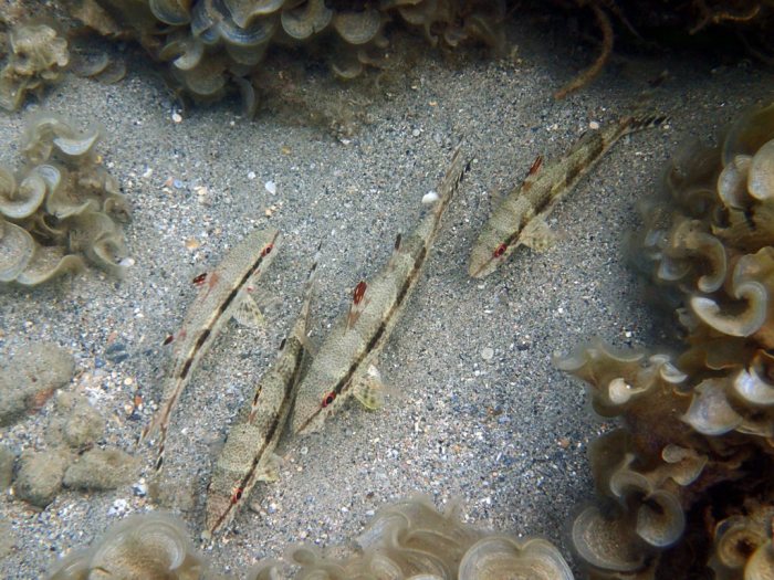 Upeneus tragula
