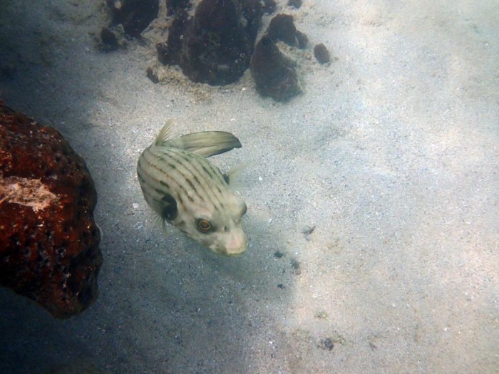 Arothron manilensis