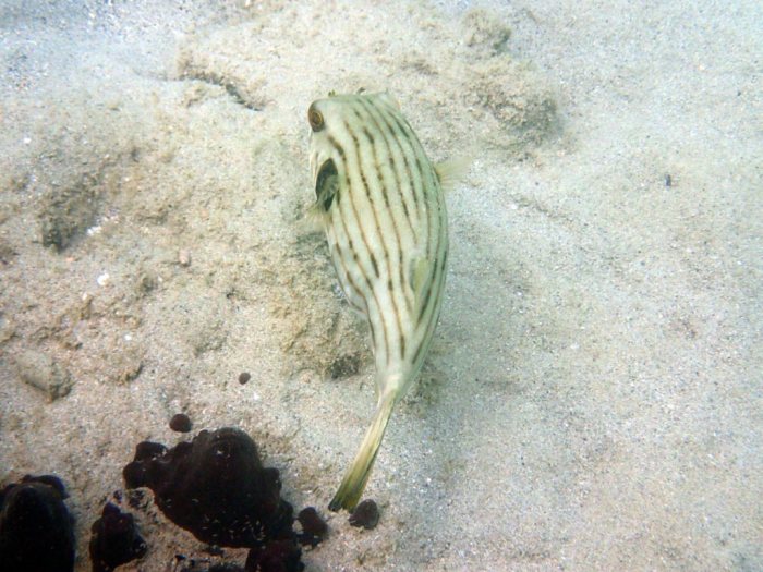 Arothron manilensis