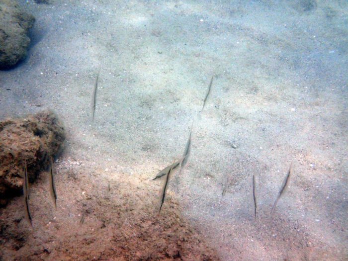 Aeoliscus strigatus