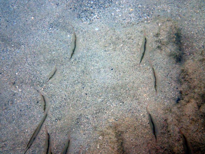 Aeoliscus strigatus