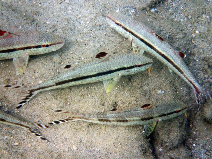 Upeneus tragula