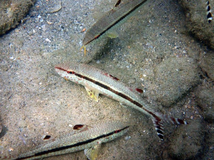 Upeneus tragula
