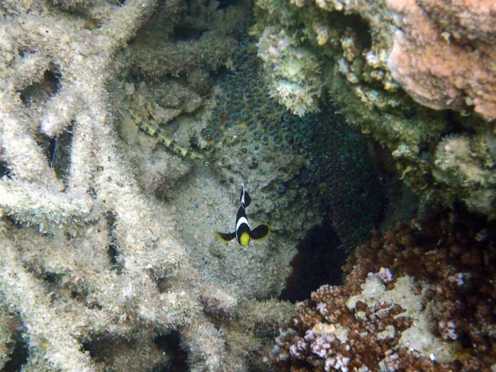 Amphiprion akindynos