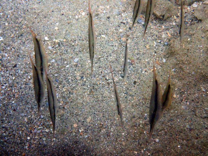 Aeoliscus strigatus