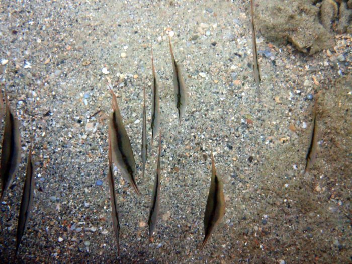 Aeoliscus strigatus