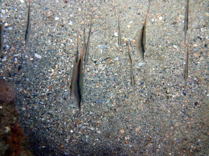 Aeoliscus strigatus