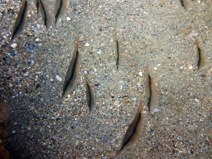 Aeoliscus strigatus