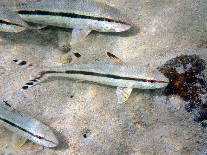 Upeneus tragula