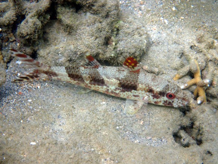 Upeneus tragula