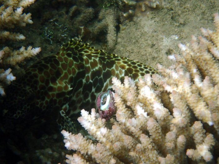 Epinephelus merra