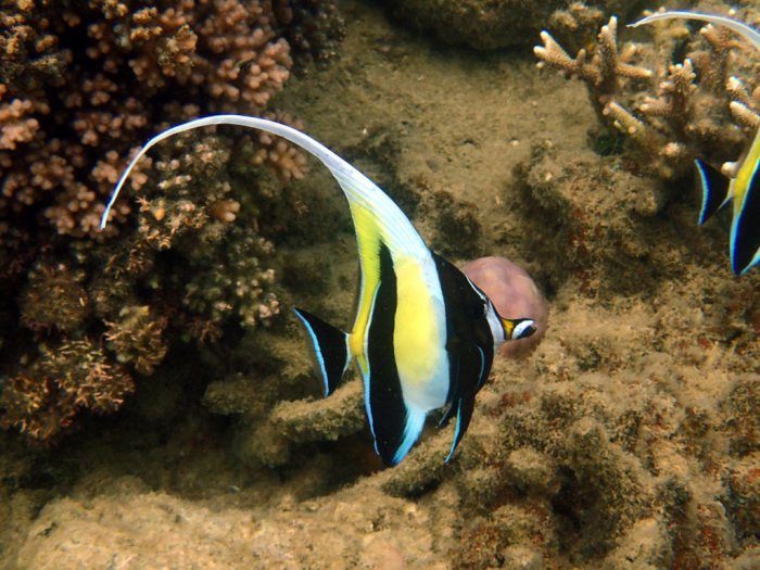 Zanclus cornutus