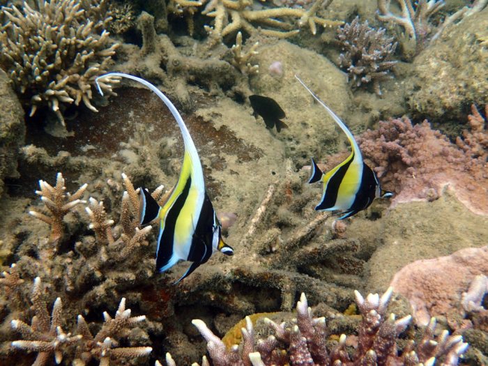 Zanclus cornutus
