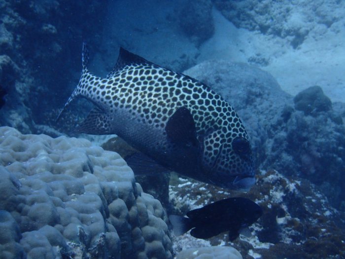 Plectorhinchus chaetodonides