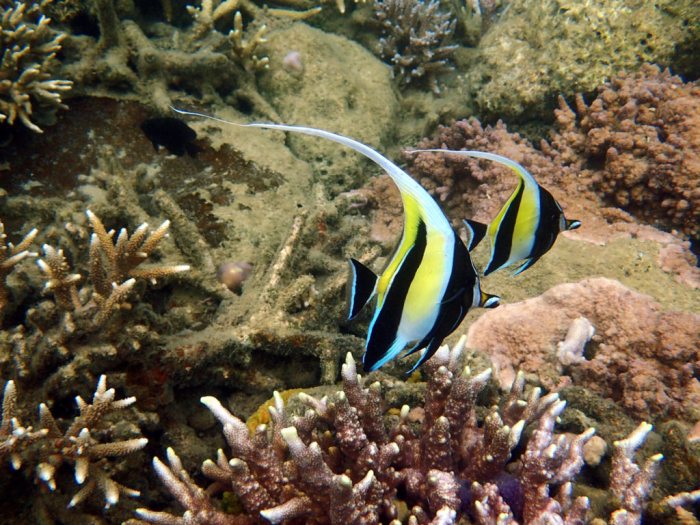 Zanclus cornutus