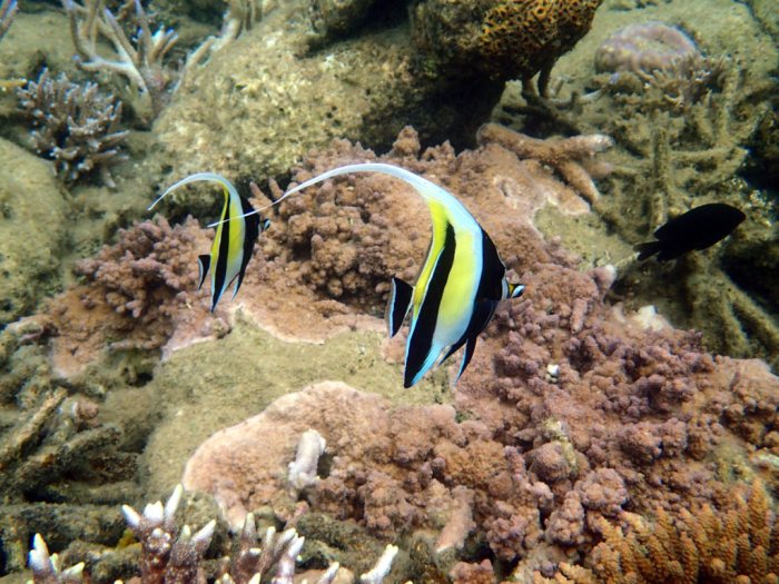 Zanclus cornutus