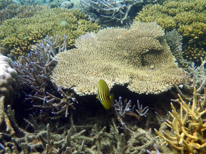 Zebrasoma velifer