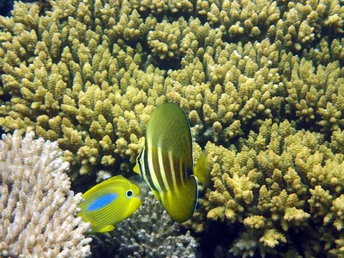 Zebrasoma velifer
