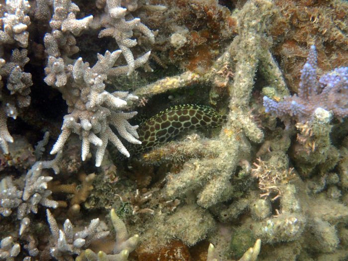 Epinephelus merra