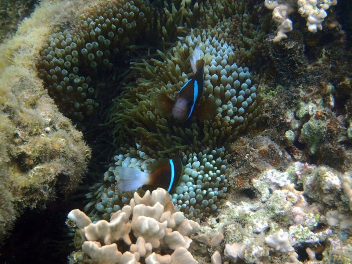 Amphiprion akindynos