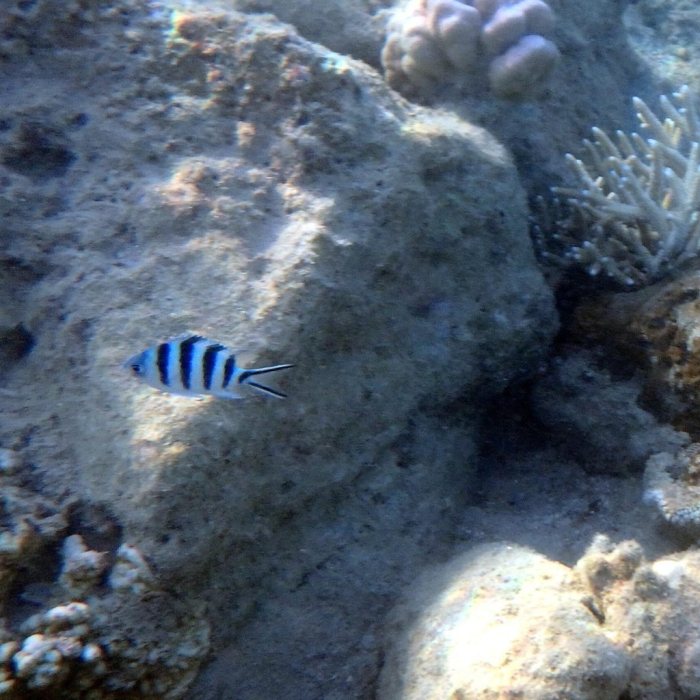 Abudefduf sexfasciatus