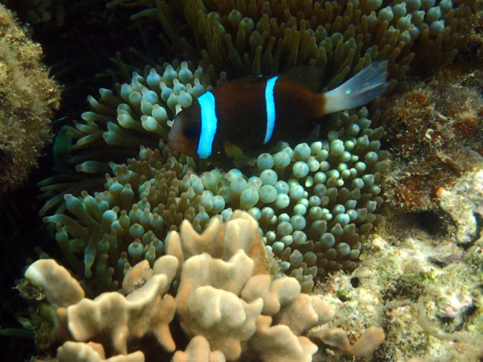 Amphiprion akindynos