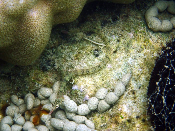 Corythoichthys haematopterus