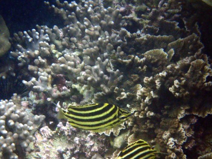 Microcanthus strigatus