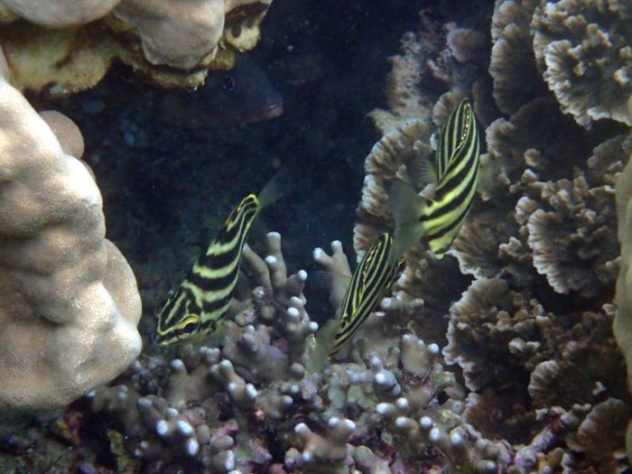 Microcanthus strigatus