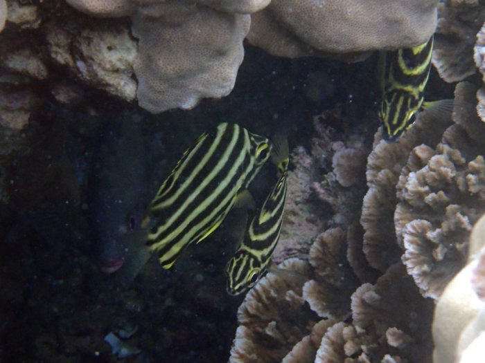 Microcanthus strigatus