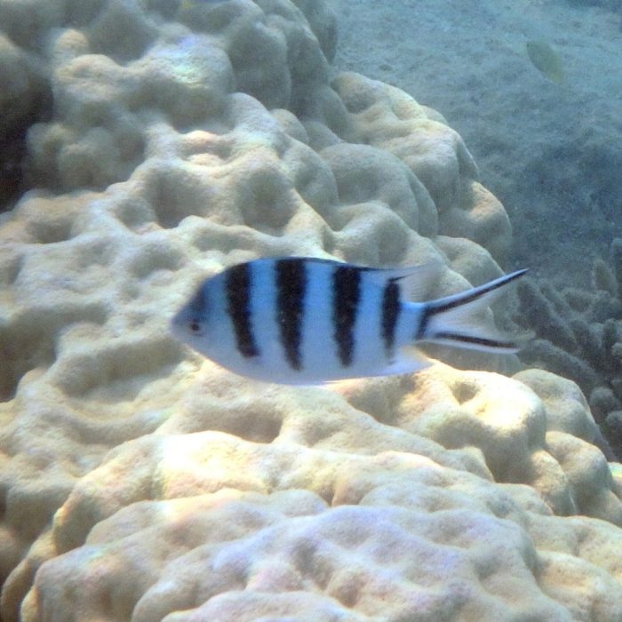 Abudefduf sexfasciatus
