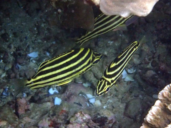 Microcanthus strigatus
