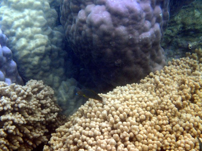 Labre