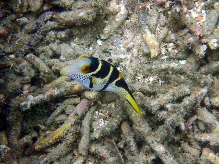 Canthigaster valentini