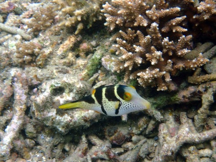Canthigaster valentini