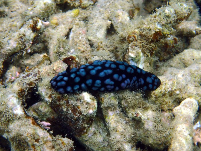 Phyllidiella pustulosa