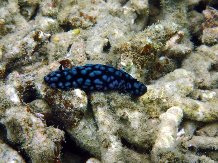 Phyllidiella pustulosa
