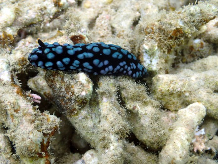 Phyllidiella pustulosa