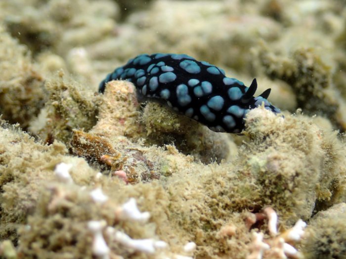 Phyllidiella pustulosa