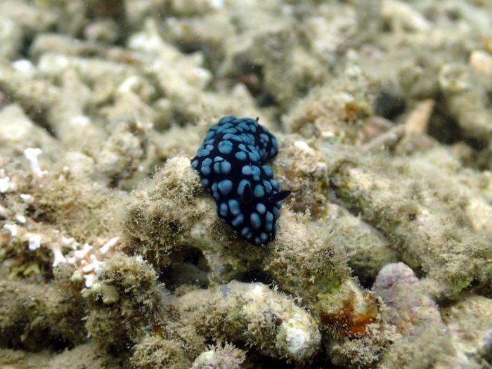 Phyllidiella pustulosa