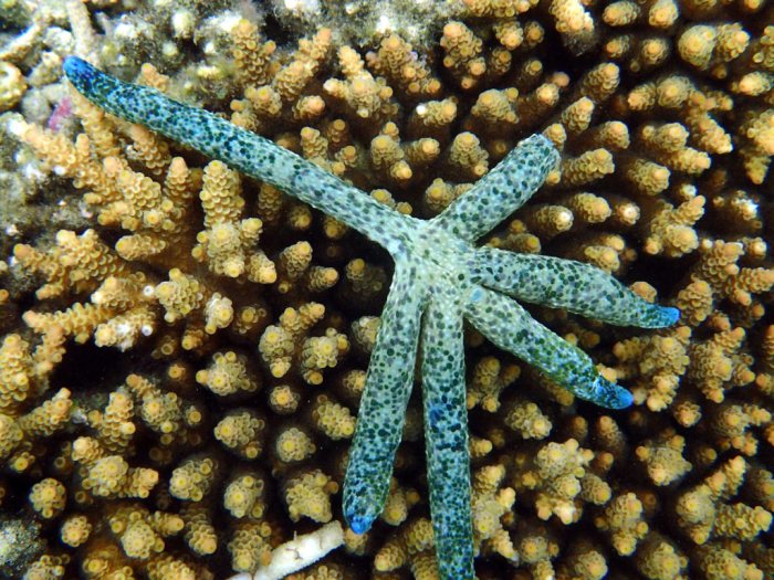 Linckia guildingi