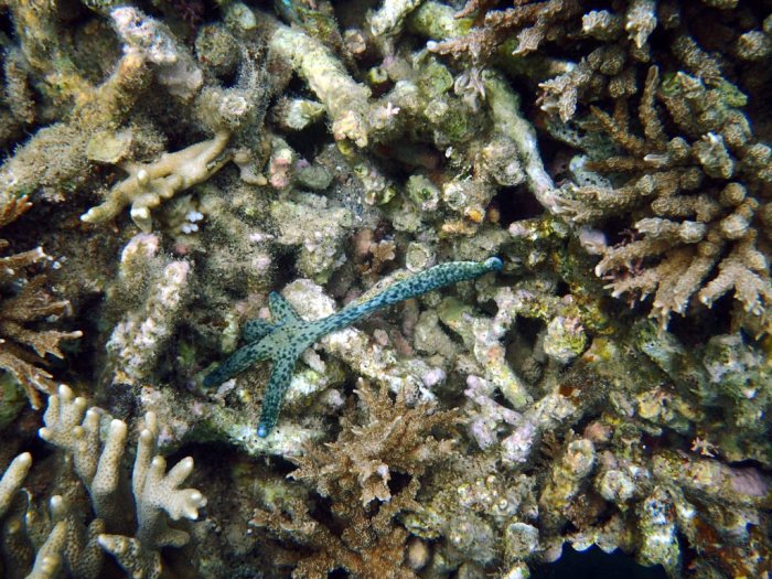 Linckia guildingi