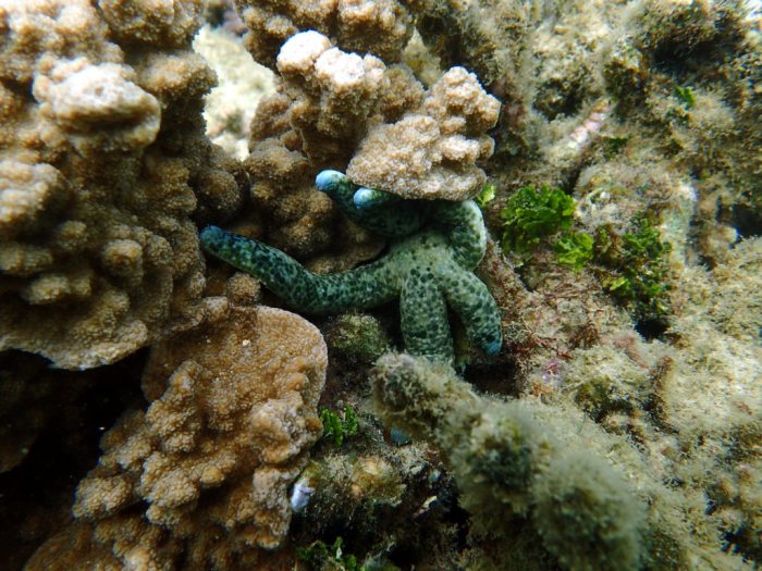 Linckia guildingi