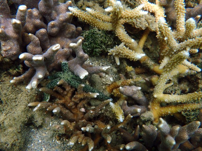 Linckia guildingi